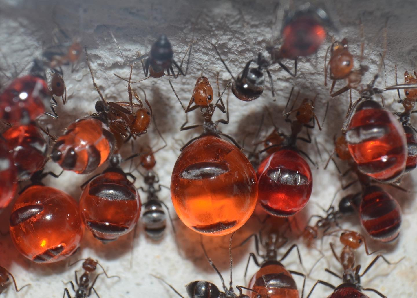 Image of Exploring the Sweet World of Honey Pot Ants: A Guide to the Myrmecocystus Genus from American Ant Store